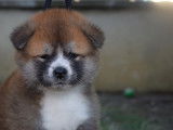 Chiots Akita inu LOF &agrave; vendre