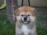Chiots Akita inu LOF &agrave; vendre
