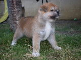 Chiots Akita inu LOF &agrave; vendre