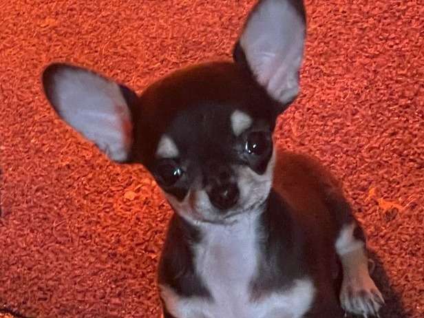 Cherche famille pour Chihuahua Toy noir et feu LOF né en mars 2022
