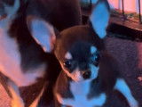 Cherche famille pour Chihuahua Toy noir et feu LOF né en mars 2022