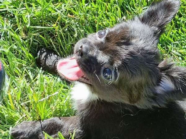 2 chiots Chihuahuas LOF nés en avril 2022 à adopter