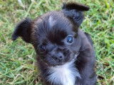 2 chiots Chihuahuas LOF nés en avril 2022 à adopter