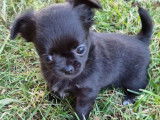 2 chiots Chihuahuas LOF nés en avril 2022 à adopter