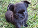 2 chiots Chihuahuas LOF nés en avril 2022 à adopter