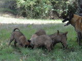 4 chiots Bergers Belges Tervuerens LOF à l'achat