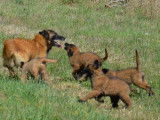 4 chiots Bergers Belges Tervuerens LOF à l'achat
