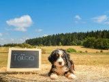 Un chiot Bouvier Bernois tricolore mâle à adopter (LOF)