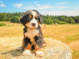 Un chiot Bouvier Bernois tricolore mâle à adopter (LOF)