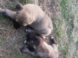 Chiots Kangal à vendre