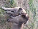 Chiots Kangal à vendre