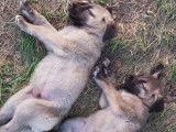 Chiots Kangal à vendre