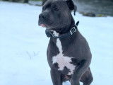 De race American Staffordshire Terrier disponible pour saillie
