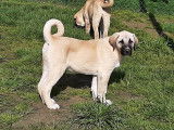 Superbe chiot mâle kangal disponible