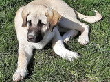 Superbe chiot mâle kangal disponible