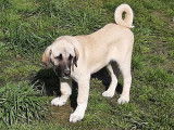 Superbe chiot mâle kangal disponible