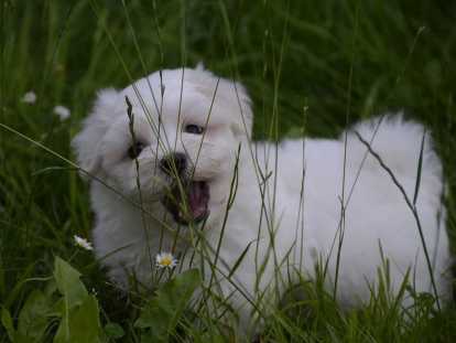 Magnifiques Bichons Maltais. Petits gabarits. A voir !!!