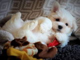 Magnifiques Bichons Maltais. Petits gabarits. A voir !!!