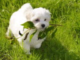 Magnifiques Bichons Maltais. Petits gabarits. A voir !!!