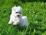 Magnifiques Bichons Maltais. Petits gabarits. A voir !!!