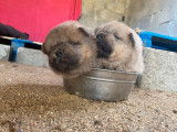 À réserver 5 chiots Chow-Chows non LOF au pelage cinnamon
