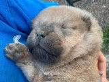 À réserver 5 chiots Chow-Chows non LOF au pelage cinnamon