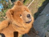 À réserver 5 chiots Chow-Chows non LOF au pelage cinnamon