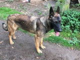 Thinh, Berger Allemand croisé Malinois à l'adoption