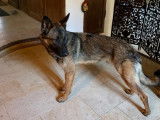 Thinh, Berger Allemand croisé Malinois à l'adoption