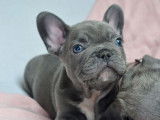 5 chiots Bouledogues Français non LOF disponibles à la réservation