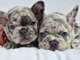 5 chiots Bouledogues Français non LOF disponibles à la réservation