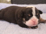 À réserver : 5 chiots Old English Bulldogs non LOF
