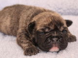 À réserver : 5 chiots Old English Bulldogs non LOF