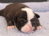 À réserver : 5 chiots Old English Bulldogs non LOF