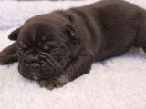 À réserver : 5 chiots Old English Bulldogs non LOF