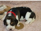3 chiots Beagles LOF tricolores disponibles à la réservation