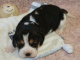 3 chiots Beagles LOF tricolores disponibles à la réservation
