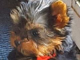 Disponibles à la vente : 4 chiots Yorkshire Terriers non LOF