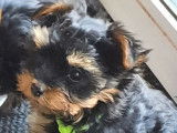 Disponibles à la vente : 4 chiots Yorkshire Terriers non LOF