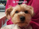 Disponibles à la vente : 4 chiots Yorkshire Terriers non LOF