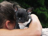 Chiot Bouledogue Français LOF mâle noir et blanc disponible à l'achat