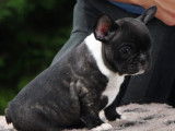 Chiot Bouledogue Français LOF mâle noir et blanc disponible à l'achat