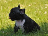 Chiot Bouledogue Français LOF mâle noir et blanc disponible à l'achat