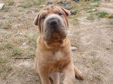 2 chiots mâles Shar-PeÏ sable disponibles à l’achat (non LOF)