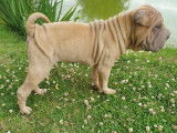 2 chiots mâles Shar-PeÏ sable disponibles à l’achat (non LOF)