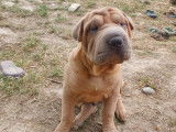 2 chiots mâles Shar-PeÏ sable disponibles à l’achat (non LOF)