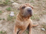 2 chiots mâles Shar-PeÏ sable disponibles à l’achat (non LOF)