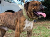 Chien mâle Old English Bulldog bringé d’un an à vendre (non LOF)