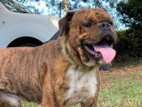 Chien mâle Old English Bulldog bringé d’un an à vendre (non LOF)