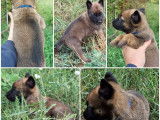 Des chiots Malinois non LOF au pelage fauve charbonn&eacute; &agrave; r&eacute;server
